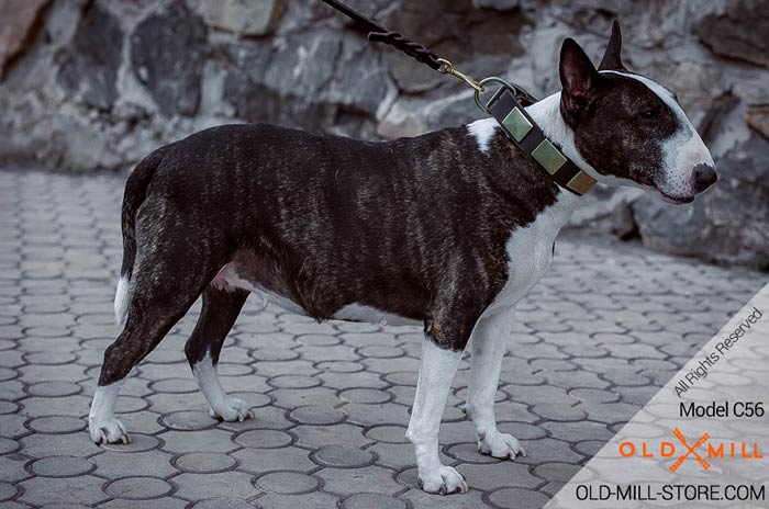 English Bull Terrier Collar with Vuntage Brass Plates